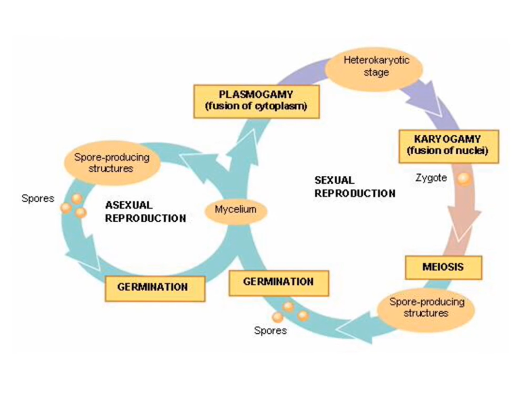 asexual and sexual reproduction of fungi, two circles with description on it