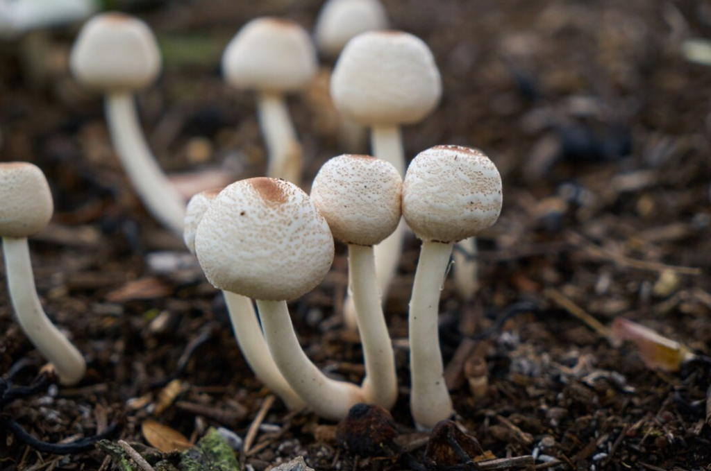 A group of white-capped mushrooms emerges from dark soil