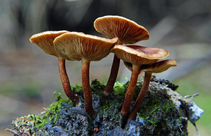 Fungi in the Forest at Daytime