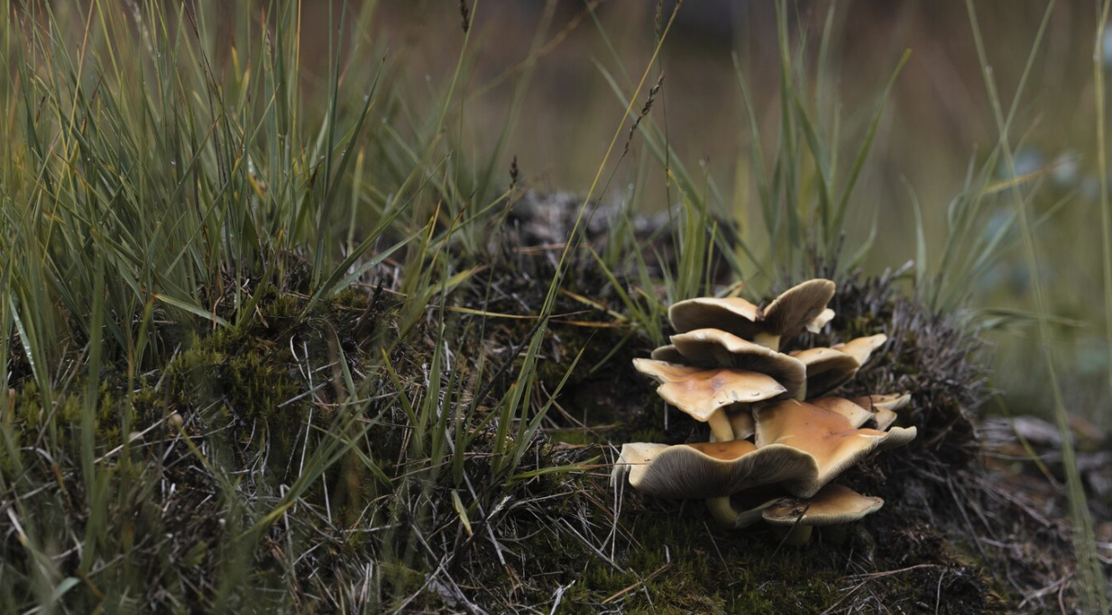 yellow mushrooms nestled in grassy terrain with moss