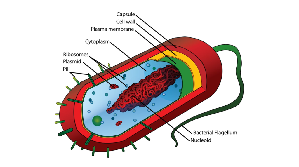 Diagram of a bacterium showing parts like cell wall, nucleoid, and flagellum