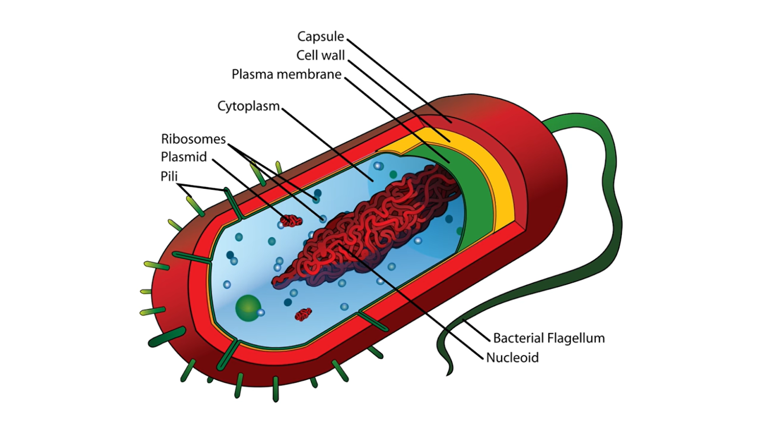 Do Prokaryotes Have Fungi: An In-Depth Analysis