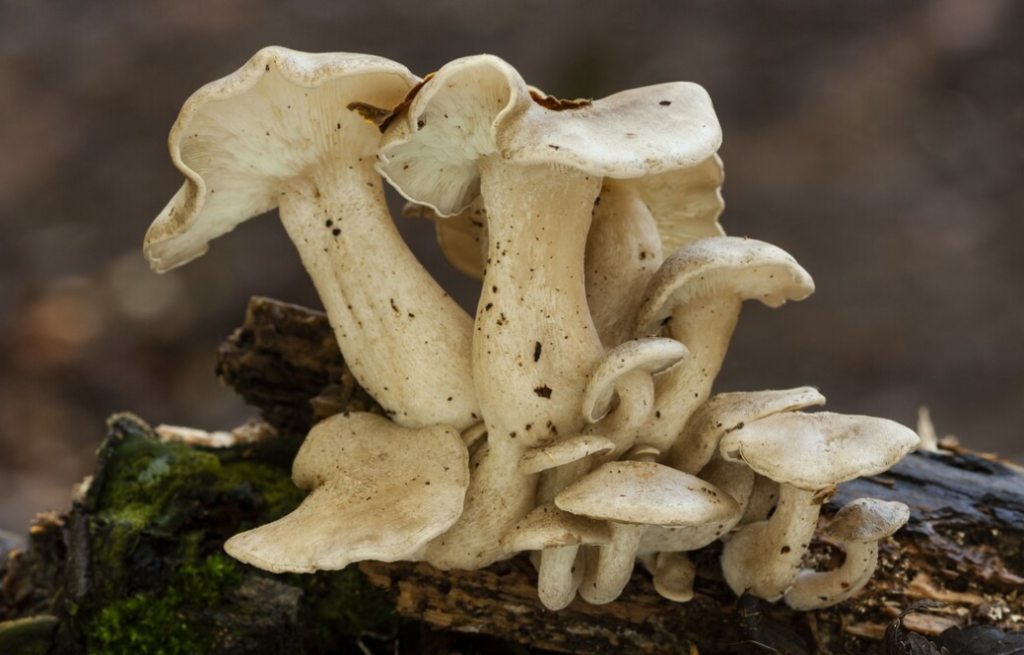 Cluster of white mushrooms growing on a mossy log