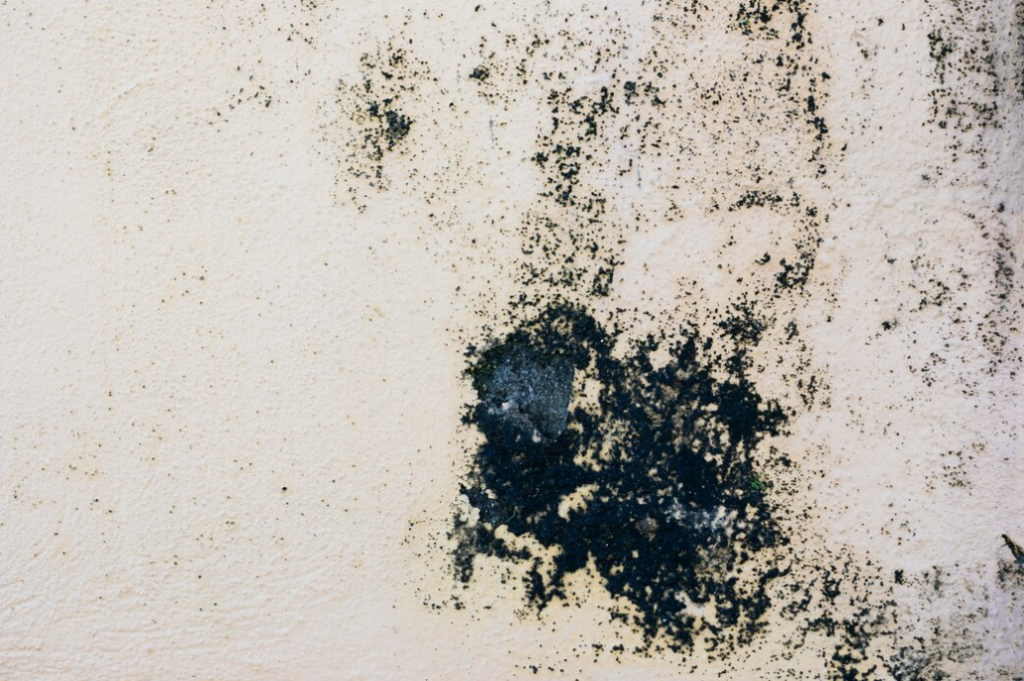 A textured beige surface is marred by splotches of black mold