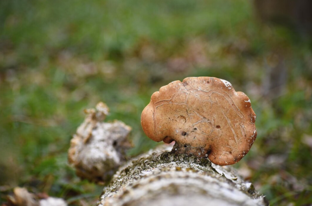 a close-up view of a polyporus squamosus maushrumn on tree in front of the grass