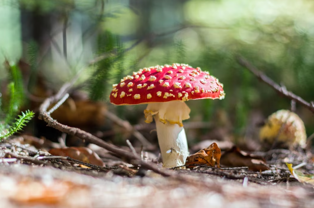 A red mushroom with white spots stands amidst forest underbrush