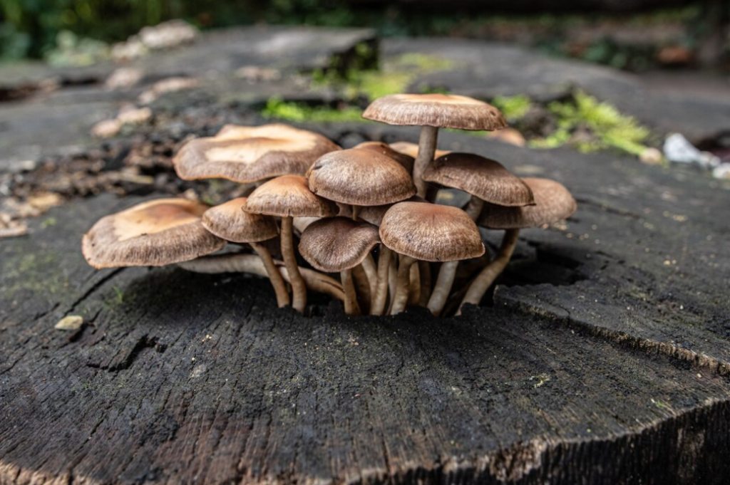 a close-up view of brown mushrooms cluster on a mossy tree stump