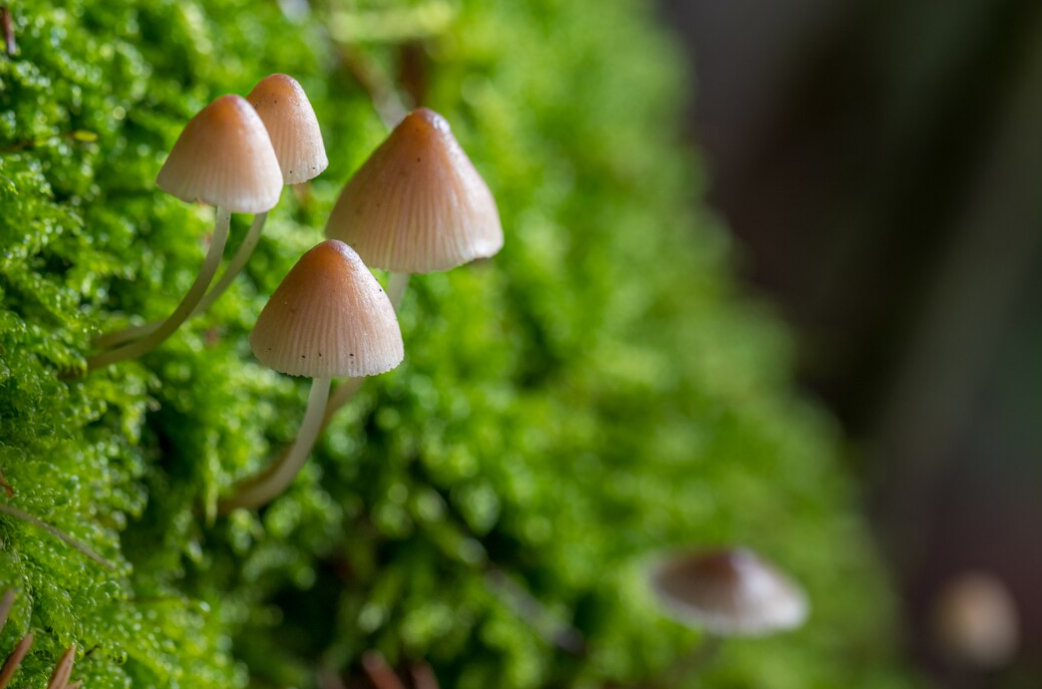 mushrooms emerge from vibrant green moss, illuminated by sunlight