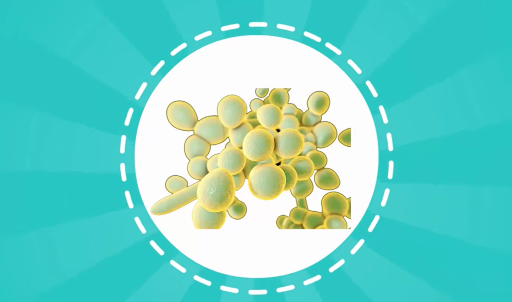 Cluster of yellow cells inside a dashed circle on a teal background
