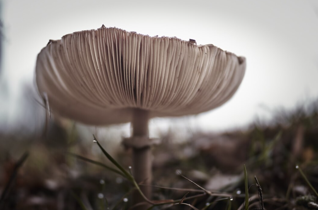 A mushroom with thin gills stands amidst dewy foliage