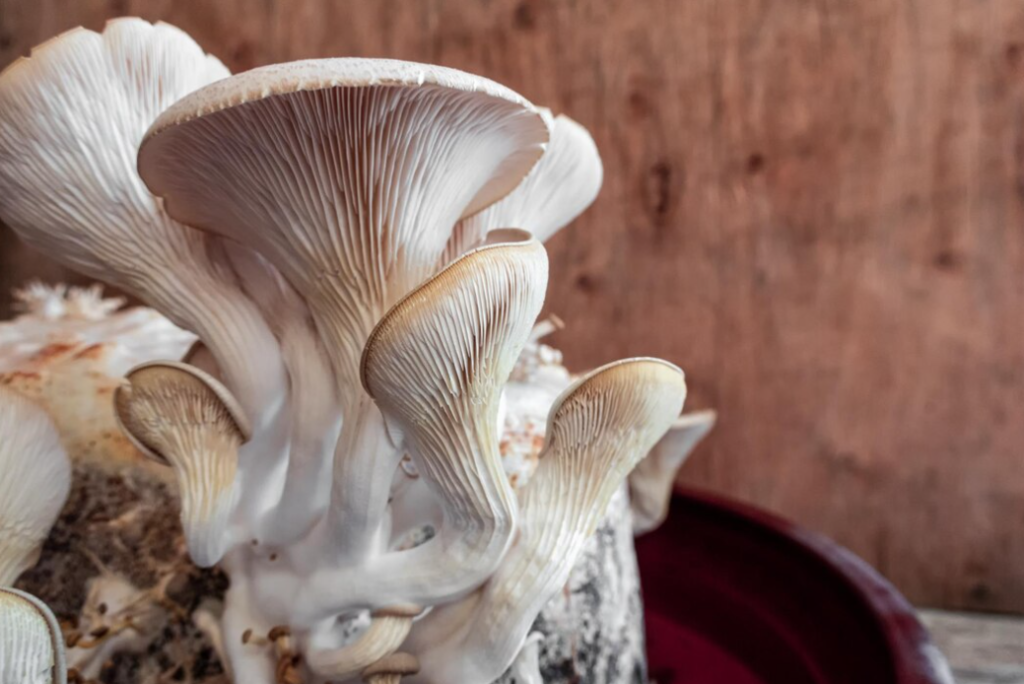 White mushrooms with intricate gills set against a rustic backdrop in front of wooden wall