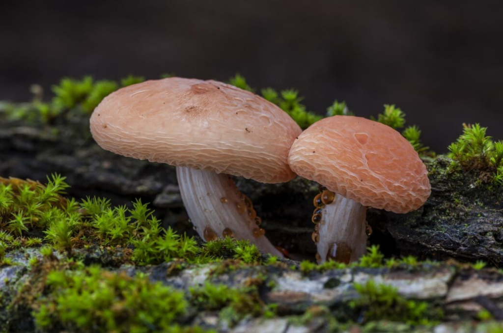 Two mushrooms nestle among bright green moss on a rugged bark surface