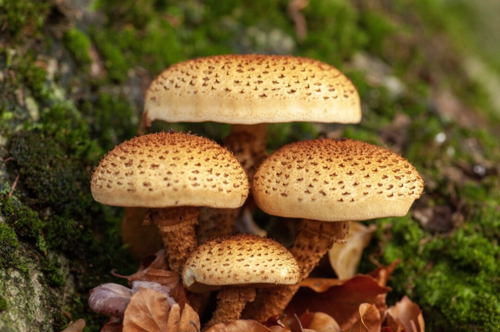 Three spiky-topped mushrooms stand among moss and fallen leaves on a forest floor