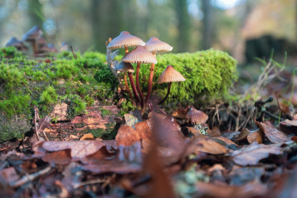 A cluster of amber-hued mushrooms sprout from moss-covered wood