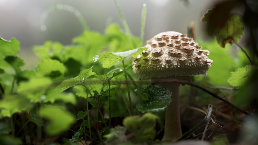 Fungi Lack Chlorophyll: The Evolutionary Mystery Revealed