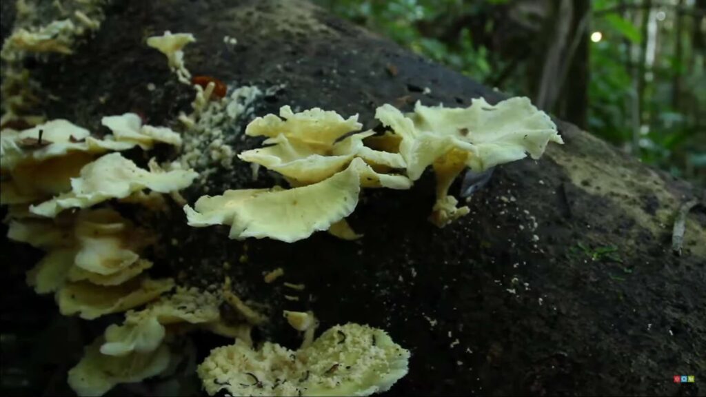 Close up of mushrooms on the tree
