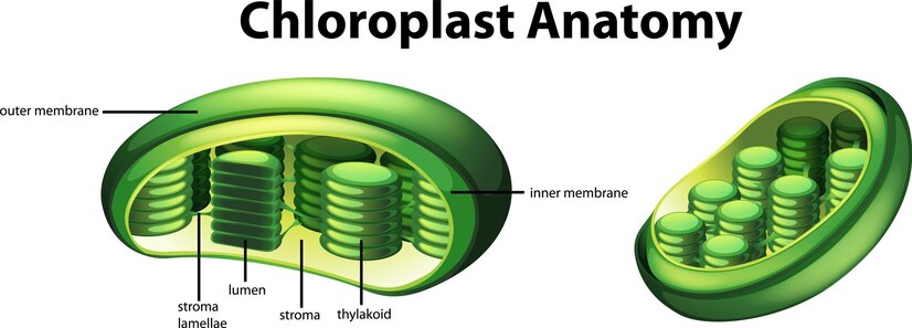 chloroplasts: structural diagram