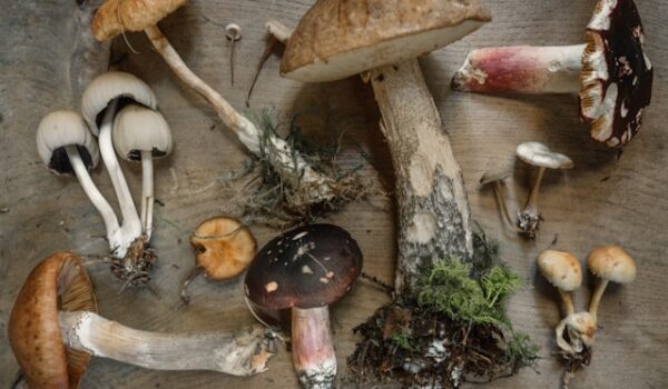 Fungi-Themed Online Slot Games and the Rising Popularity of Nature Elements in Gambling