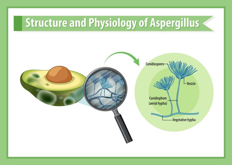 What Type of Organism Would Mold be Considered?