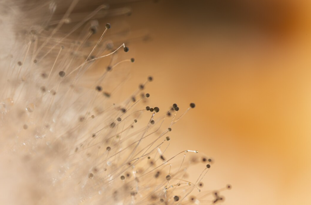 Fungi and Mold in Our Daily Lives: What You Should Know