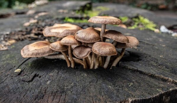 Fungal Cells and Chloroplasts: Separating Fact from Fiction