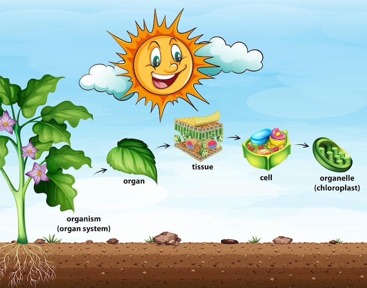 chloroplast synthesis role: diagram