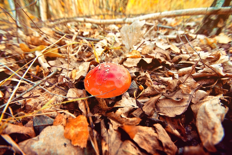 naturally growing fungi