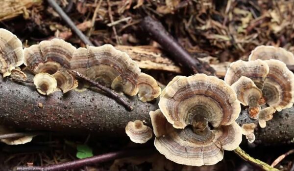 Exploring Beneficial Instances of Fungi