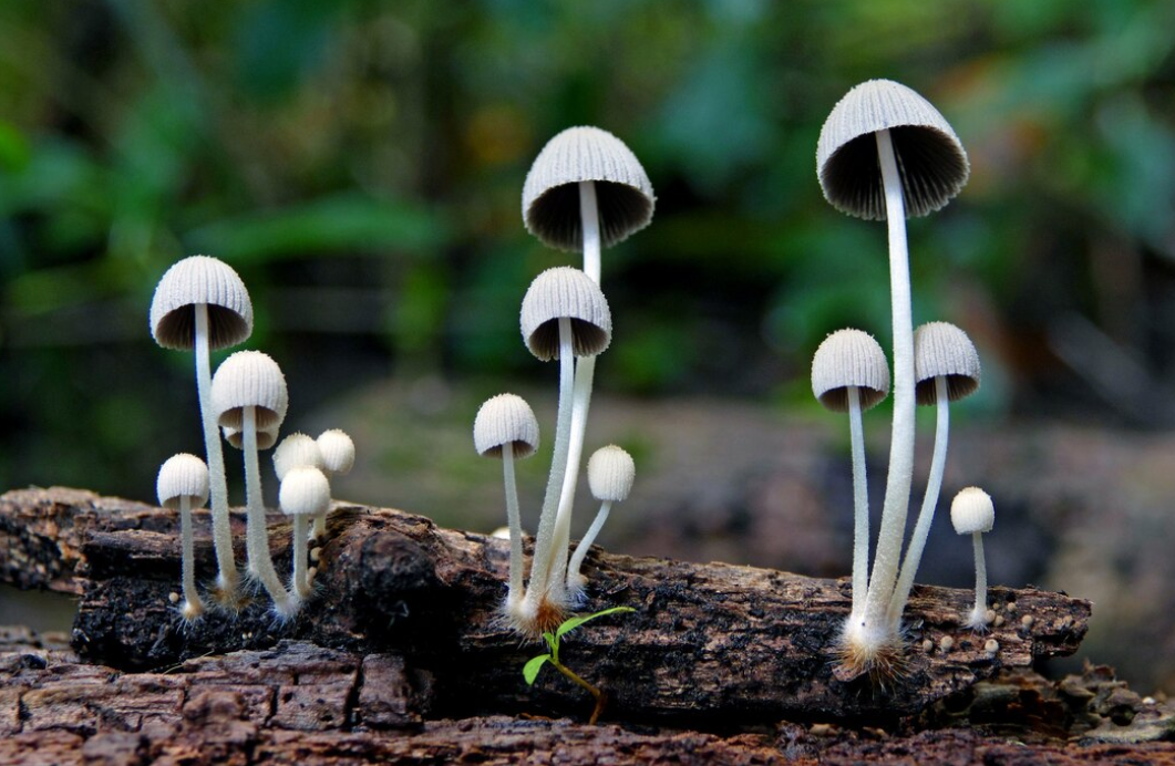 Asexual vs. Sexual: How Fungi Ensure Their Continuity