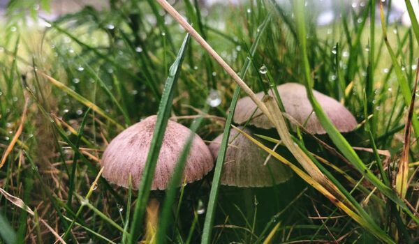 mushrooms