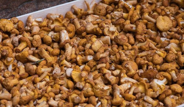 mushrooms