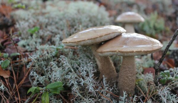 Growing Mushrooms at Home: A Comprehensive Guide